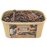 50 Stück Kanadische Tauwürmer | 100% kompostierbare Köderdose - Angelköder - Lebendköder - Tauwürmer - Würmer lebend (Lumbricus terrestris)