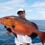 Red Snapper - roter Schnapper