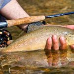 Forelle in Hand eines Anglers