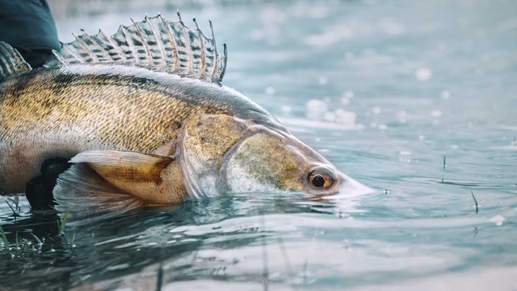 Zander, welcher aus Wasser geholt wird